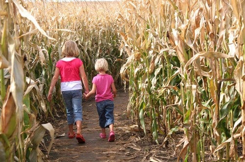 Two children spending an autumn walk together. (Entering a corn maze).