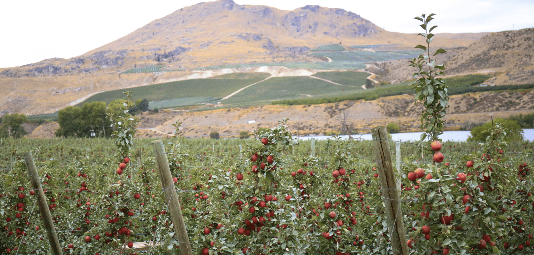 Starr Ranch® Growers Apple Orchards