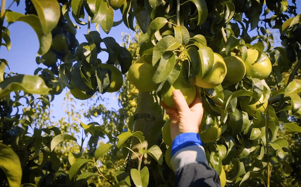 Picking pears by hand